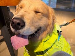 -爪吧宠物乐园 (温榆河示范区店)