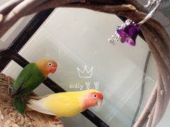 -曲阳花鸟市场(曲阳路店)