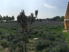 -北京东方普罗旺斯薰衣草庄园