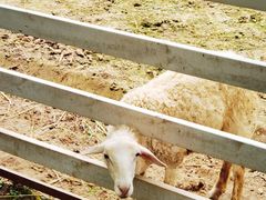 -紫颐香薰山谷景区