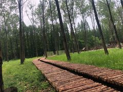 -黄海国家森林公园