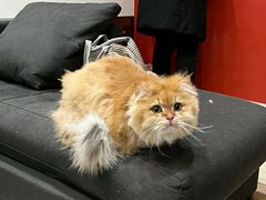 -欣宠猫屋·矮脚拿破仑·蓝金金渐层