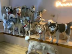-Husky Go! 哈士奇体验馆·宠物咖啡厅狗咖