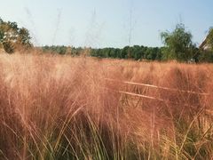 -艾溪湖湿地公园