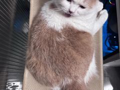 -艾贝尔宠物医院·狂犬免疫点(江山金象城店)