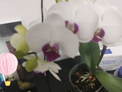 -苏淮景·苏闽融创菜·海鲜(原空港井河轩店)