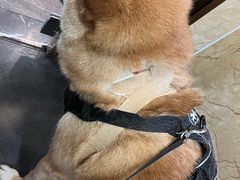 -宠爱国际动物医院·消化内科·心肾内科·ISFM猫友好(望京店)