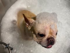 -PETKIT小佩宠物·低压洗护(国顺东路店)