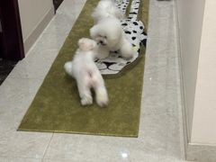 -爱侣宠医·鹦鹉专科·小型哺乳类·异宠专科(灵石路店)