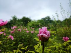 -白塘生态植物园