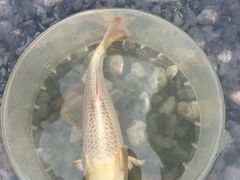 -DGE季风钓虾营地·团建·聚会
