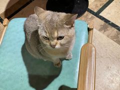 -猫色咖啡·猫咖