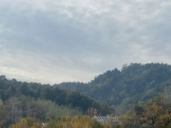 -千年银杏谷文化旅游区