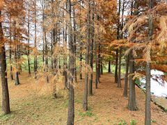 -梁鸿国家湿地公园