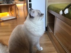 -滚猫咖啡·猫咖·猫友好撸猫(未来城店)