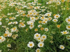 -永定河休闲森林公园