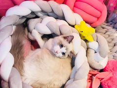 -1013 PET SHOP 宠物商店(近铁城市广场店)
