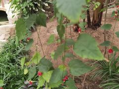 -兰陵国家农业公园