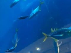 -乐从天佑城海洋馆