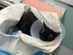 -达爱动物医院·犬猫分区·CT·复杂眼科(远洋山水分院)