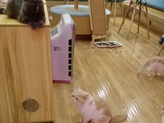 -滚猫咖啡·猫咖·猫友好撸猫(未来城店)