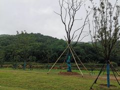 -合肥滨湖国家森林公园