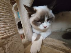 -猫小院猫主题咖啡厅(北锣店)