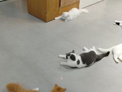 -Heymao猫咖.咖啡厅(东门店)
