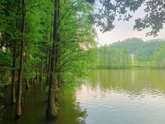 -三水森林公园
