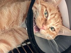 -爱牧宠物医院·猫专科·骨科·内窥镜(甪直店)