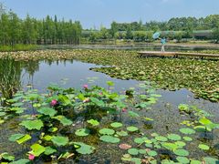 -白鹭湾湿地公园