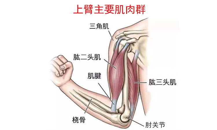 屈肘伸肘肌肉示意图图片