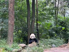 -中国大熊猫保护研究中心雅安碧峰峡基地