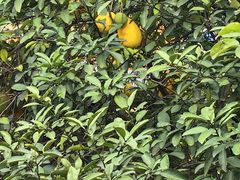 -云里小坐·小院里·团建·宴请·下午茶(三圣乡店)