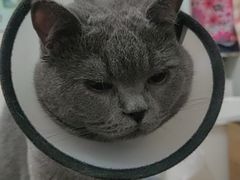 -美联众合动物医院·24h京西诊疗中心