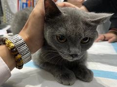 -派特宠物医院(圆融广场店)