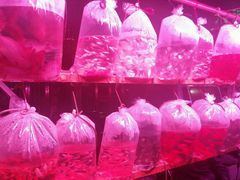 -中环花鸟鱼虫市场