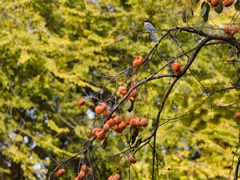 -三里屯东五街银杏大道