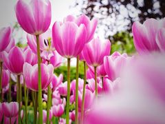 -石家庄市植物园