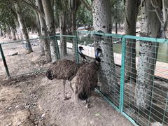 -新疆天山野生动物园