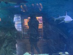 -烟台海昌鲸鲨海洋公园