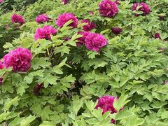 -洛阳市隋唐城遗址植物园
