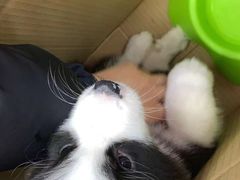 -申普宠物医院·眼科·心内科·影像科(普陀分院)