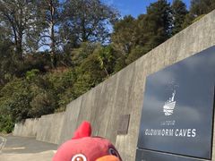 -怀托摩萤火虫洞