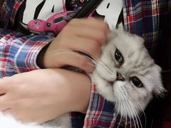 -more than meow吴止猫主题餐厅(承德 中船汇店)