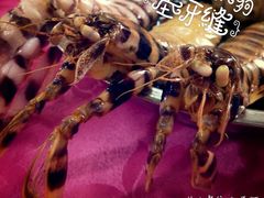 盐水斑马濑尿虾-高佬海鲜餐厅