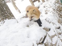 -宫城藏王狐狸村