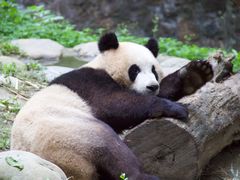 -都江堰中华大熊猫苑
