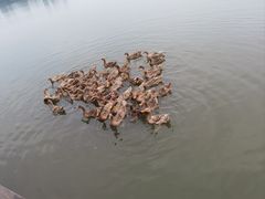 -野鸭湖国家湿地公园