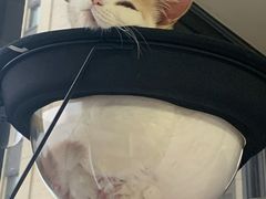 -喵的天空名猫咖啡馆·撸猫·猫舍·用品